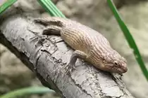 Dornschwanz-Stachelskink (Egernia stokesii) am 18.4.2010 im Tierpark Berlin.
