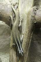 Borneo-Baumskink (Apterygodon vittatus) am 18.4.2010 im Tierpark Berlin.
 

