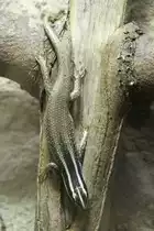 Borneo-Baumskink (Apterygodon vittatus) am 18.4.2010 im Tierpark Berlin.
 
