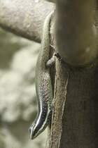 Borneo-Baumskink (Apterygodon vittatus) am 18.4.2010 im Tierpark Berlin.