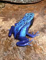 F�rberfrosch am 13.06.2009 in Wilhelma/Stuttgart