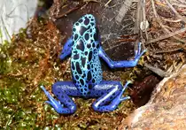 F�rberfrosch am 13.06.2009 in Wilhelma/Stuttgart