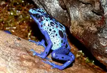 F�rberfrosch am 13.06.2009 in Wilhelma/Stuttgart