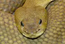 Basilisken-Klapperschlange am 13.06.2009 in Wilhelma/Stuttgart