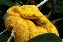 Greifschwanz-Lanzotter am 13.06.2009 in Wilhelma/Stuttgart