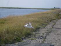 Am 22.09.10 startet eine Silbermve mit ihrem Futter aus der Hallig Hoge in die Lfte.