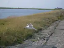 Am 22.09.10 startet eine Silberm�ve mit ihrem Futter aus der Hallig Hoge in die L�fte.