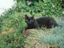 Katze Pauli ruht sich an einem hei�en Somertag 2008 auf einer Gartenmauer aus.