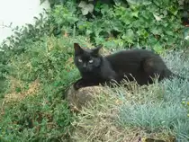 Katze Pauli ruht sich an einem hei�en Somertag 2008 auf einer Gartenmauer aus.