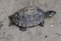 Vietnamesische Dornschildkr�te (Cyclemys tcheponensis) am 18.4.2010 im Tierpark Berlin.