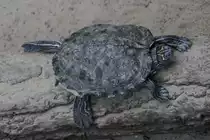 Mississippi-H�ckerschildkr�te (Graptemys pseudogeographica kohnii) am 18.4.2010 im Tierpark Berlin.