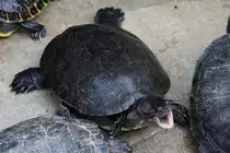 Gew�hnliche Moschusschildkr�te (Sternotherus odoratus) am 18.4.2010 im Tierpark Berlin.