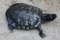 Europ�ische Sumpfschildkr�te (Emys orbicularis) am 18.4.2010 im Tierpark Berlin.