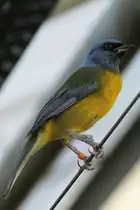 Furchentangare (Thraupis bonariensis) am 18.4.2010 im Tierpark Berlin.