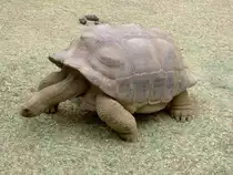 Eine Aldabra-Riesenschildkr�te (Aldabrachelys gigantea) auf dem Weg zur F�tterung. Park La Vanille auf Mauritius.