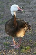 Kleine Schneegans (Anser caerulescens caerulescens) am 18.4.2010 im Tierpark Berlin.