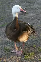 Kleine Schneegans (Anser caerulescens caerulescens) am 18.4.2010 im Tierpark Berlin.