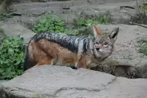 �ngstlicher Schabrackenschakal (Canis mesomelas) am 18.4.2010 im Tierpark Berlin.