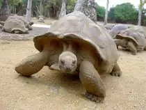 Eine Aldabra-Riesenschildkr�te (Aldabrachelys gigantea) bewegt sich in Richtung des Fotografen. Park La Vanille auf Mauritius.