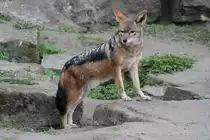 Schabrackenschakal (Canis mesomelas) am 18.4.2010 im Tierpark Berlin. Diese Tiere lassen sich erst am Abend, wenn keine Besucher mehr zu sehen sind blicken.