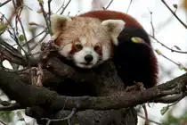 Kleine Panda (Ailurus fulgens) am 18.4.2010 im Tierpark Berlin.