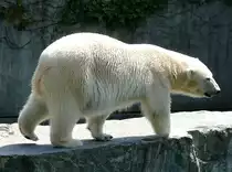 Eisb�r-Dame Corinna am 13.06.2009 in Wilhelma/Stuttgart