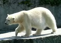 Eisb�r-Dame Corinna am 13.06.2009 in Wilhelma/Stuttgart