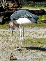 Marabu am 13.06.2009 in Wilhelma/Stuttgart