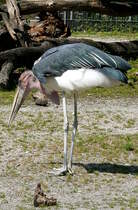 Marabu am 13.06.2009 in Wilhelma/Stuttgart