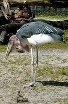 Marabu am 13.06.2009 in Wilhelma/Stuttgart