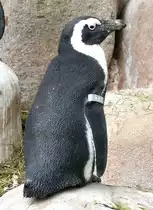 Brillen-Pinguine am 28.06.2009 in Wilhelma/Stuttgart