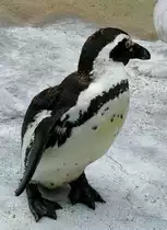 Brillen-Pinguine am 28.06.2009 in Wilhelma/Stuttgart