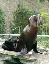 Seel�we am 28.06.2009 in Wilhelma/Stuttgart