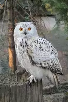 Westsibirischer Uhu (Bubo bubo sibiricus) am 18.4.2010 im Tierpark Berlin.