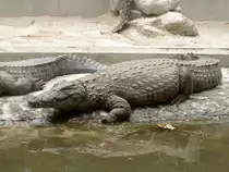Ein fast ausgewachsenes Nilkrokodil (Crocodylus niloticus) im Park La Vanille auf Mauritius.
