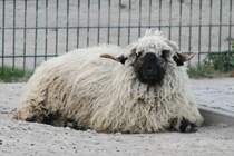 Walliser Schwarznasenschaf am 18.4.2010 im Tierpark Berlin.