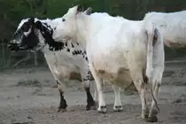 Fj�ll-Rinder am 18.4.2010 im Tierpark Berlin.