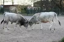 Ungarische Steppenrinder beim K�mpfen. Tierpark Berlin am 18.4.2010.