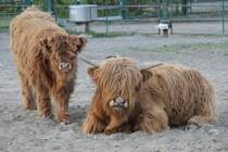 Schottische Hochlandrinder am 18.4.2010 im Tierpark Berlin.