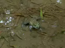 Ein Ochsenfrosch (Rana catesbeiana) in La Vanille auf Mauritius.