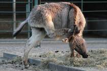 Dem Zwergesel scheint es hinterm Ohr zu jucken. Tierpark Berlin am 18.4.2010.