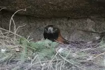 Br�tender Steinadler (Aquila chrysaetos) am 18.4.2010 im Tierpark Berlin.