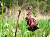 Hummel auf Nahrungssuche;110410