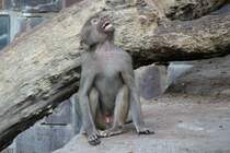 Znkischer Rhesusaffe (Macaca mulatta) am 26.6.2010 im Leipziger Zoo.
 
