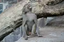 Z�nkischer Rhesusaffe (Macaca mulatta) am 26.6.2010 im Leipziger Zoo.
 
