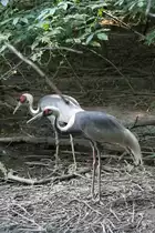 Wei�nackenkranich (Grus vipio) am 26.6.2010 im Leipziger Zoo.