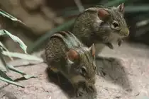 Afrikanische Striemen-Grasm�use (Rhabdomys dilectus) am 26.6.2010 im Leipziger Zoo.

