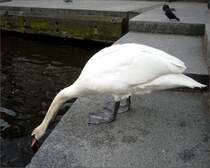 Ein Schwan trinkt Alsterwasser. Location: Alsterfleet in Hamburg, am Rande des Rathausmarktes. 15.04.2011