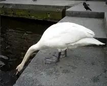 Ein Schwan trinkt Alsterwasser. Location: Alsterfleet in Hamburg, am Rande des Rathausmarktes. 15.04.2011