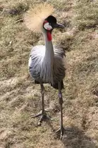 Grauhals-Kronenkranich (Balearica regulorum) am 26.6.2010 im Leipziger Zoo.
 

